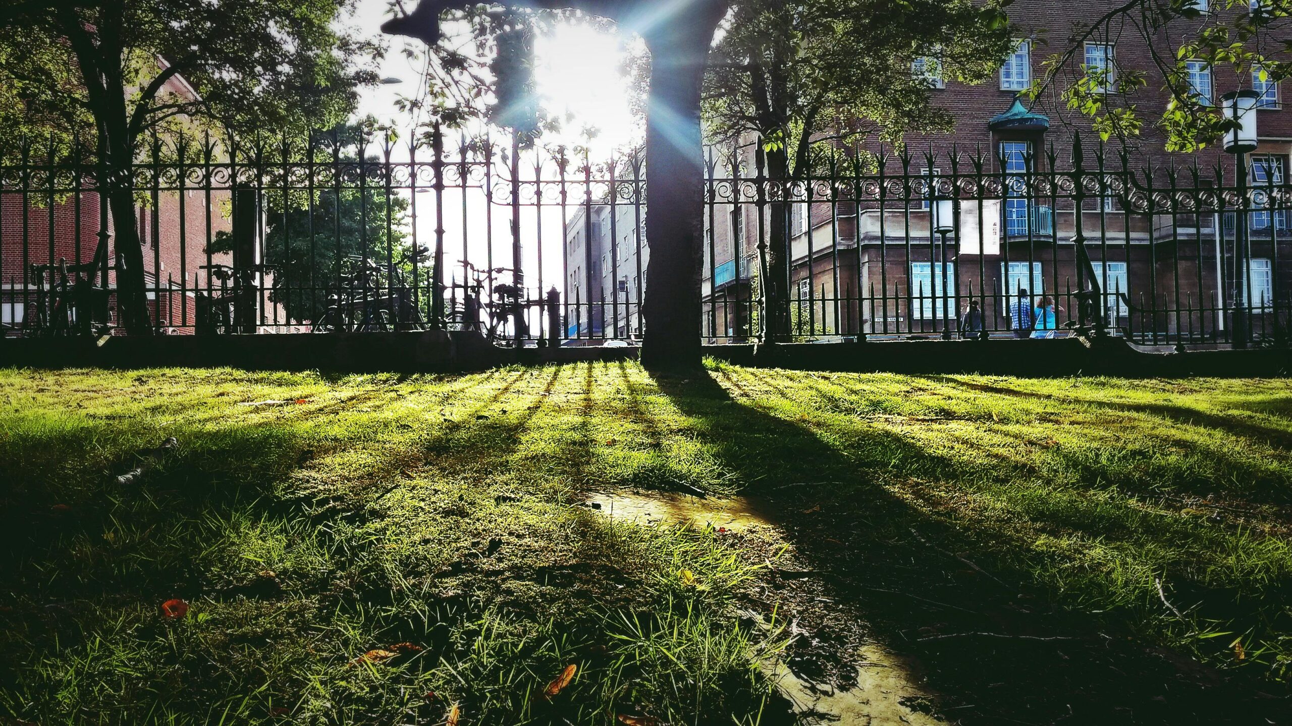 Die besten Pflanzen für Ihren schattigen Garten